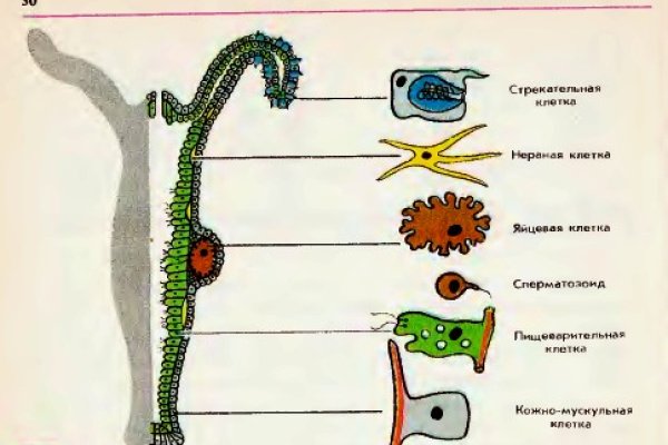 Kraken 13 at сайт