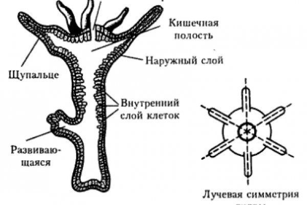 Кракен маркет только через тор